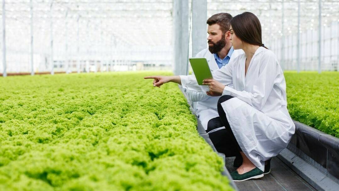 fertirriego-invernadero||